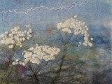 Cow Parsley (small).jpg